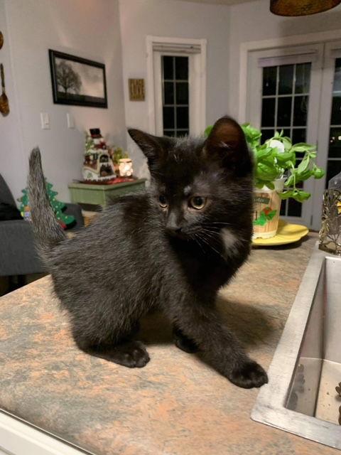 Enlarge Jelly Bean (now Solar), a Adopted Domestic Short Hair in Hawkestone, ON image 2/2