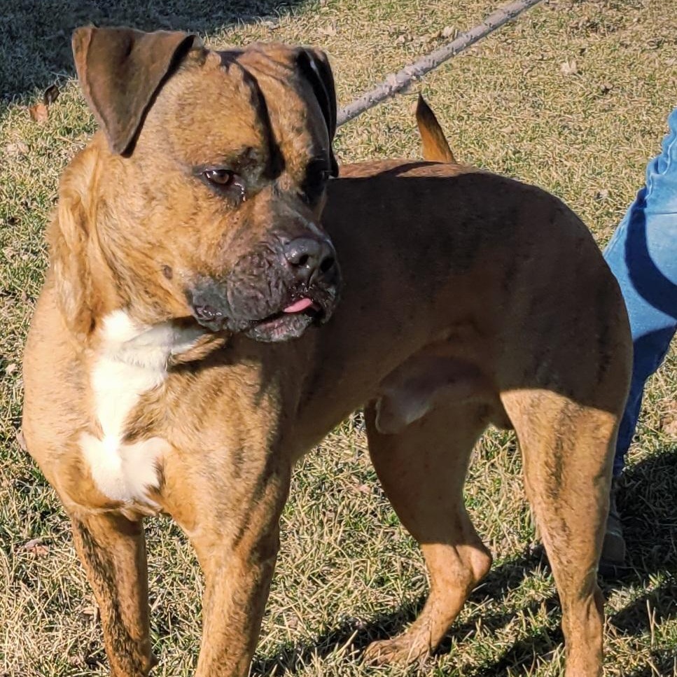 Enlarge Bandit , a ADOPTABLE mixed breed in Lincoln, IL image 2/2