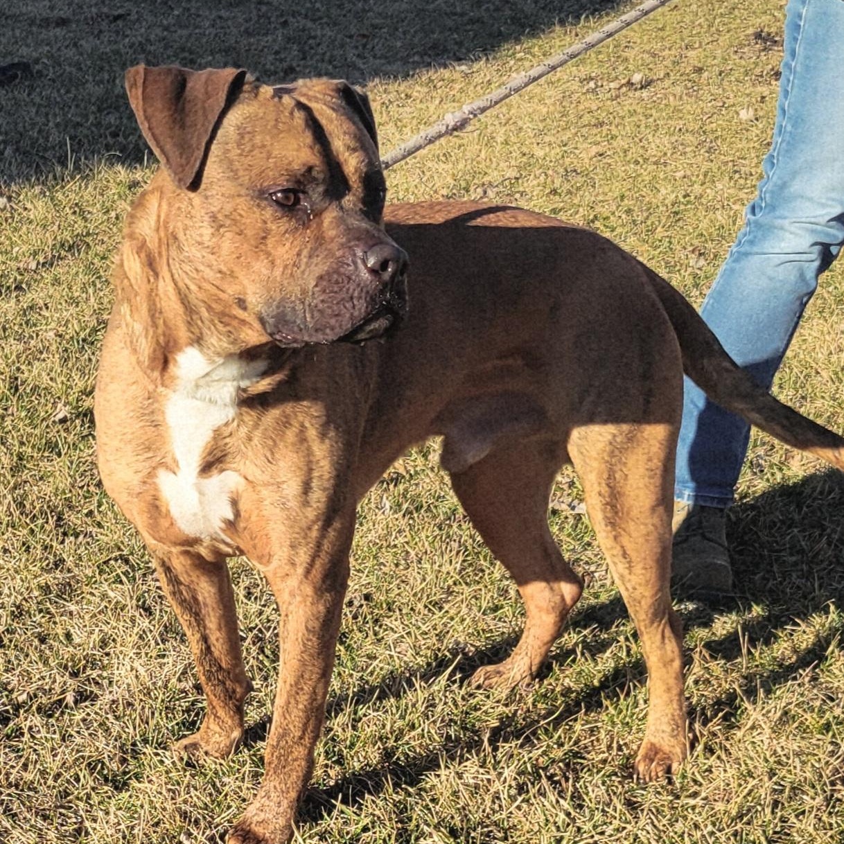 Enlarge Bandit , a ADOPTABLE mixed breed in Lincoln, IL image 1/2