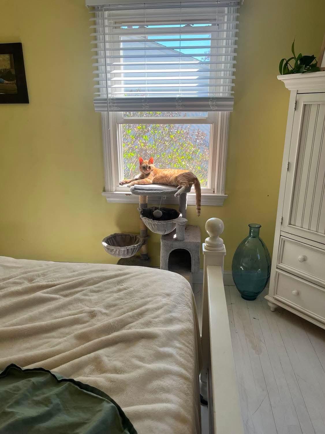Otis , an adopted Domestic Short Hair in Manchester, CT image 5/6