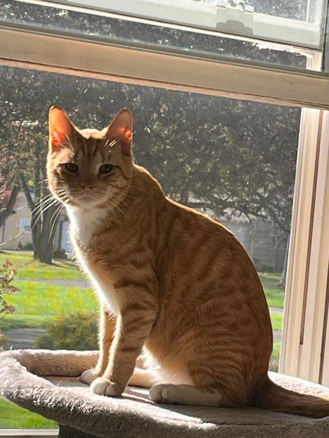 Otis , an adopted Domestic Short Hair in Manchester, CT image 4/6