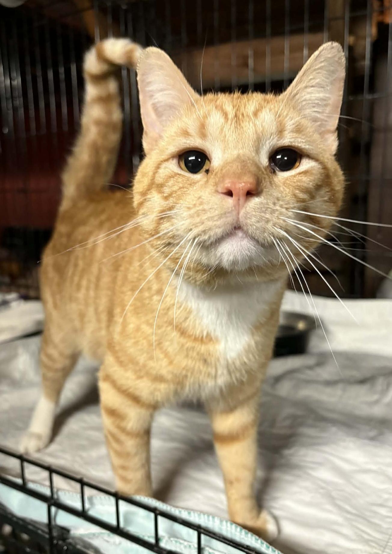 Otis , an adopted Domestic Short Hair in Manchester, CT image 1/6