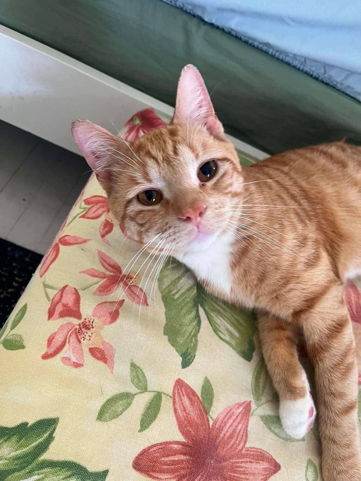 Otis , an adopted Domestic Short Hair in Manchester, CT image 6/6