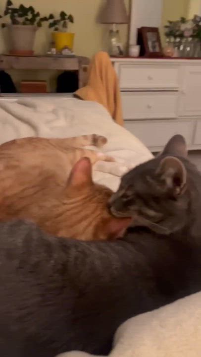 Enlarge Otis , an adopted Domestic Short Hair in Manchester, CT video 2/6