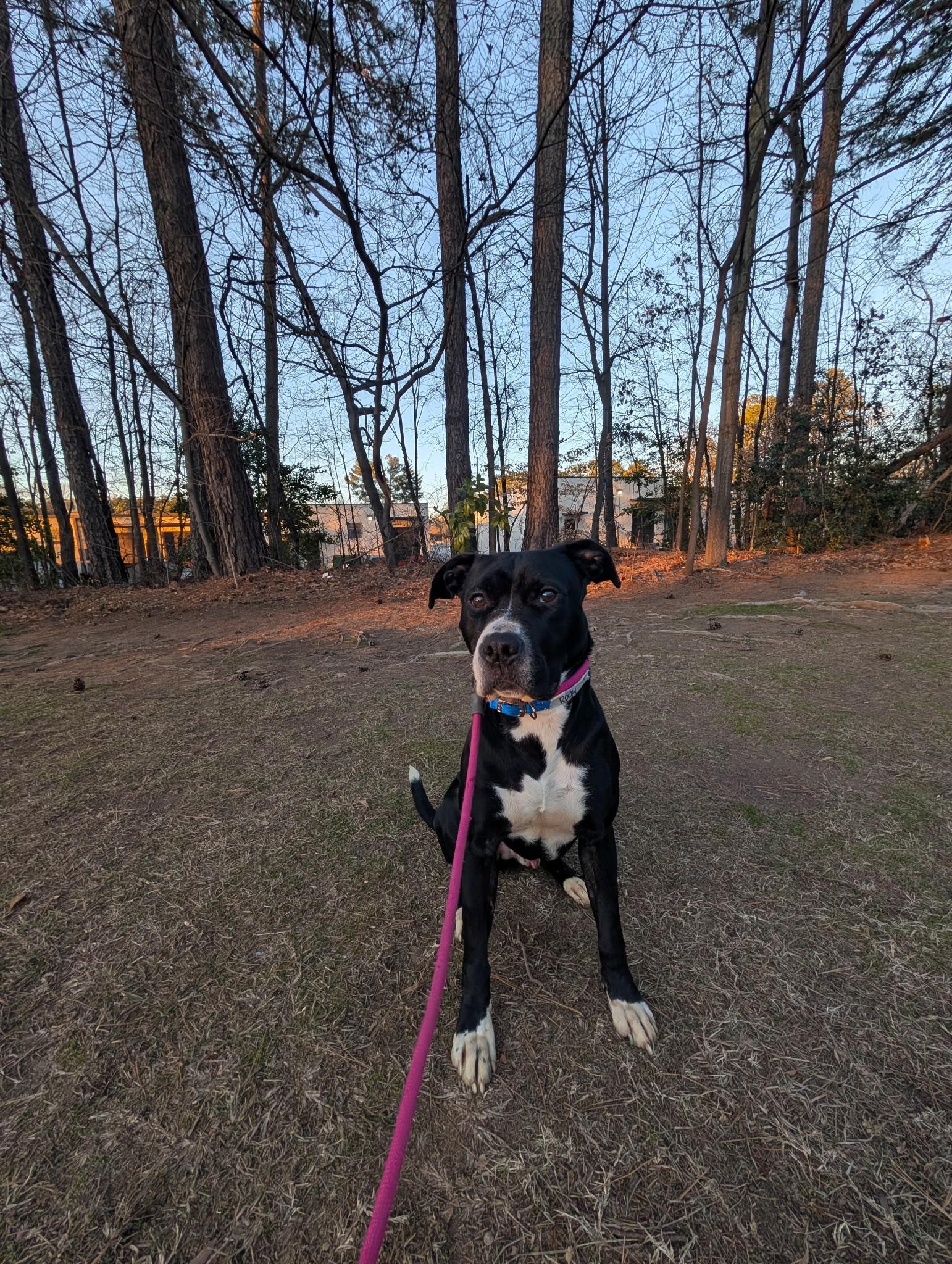 Rocky, a Adoptable American Staffordshire Terrier in Smyrna, GA image 2/4