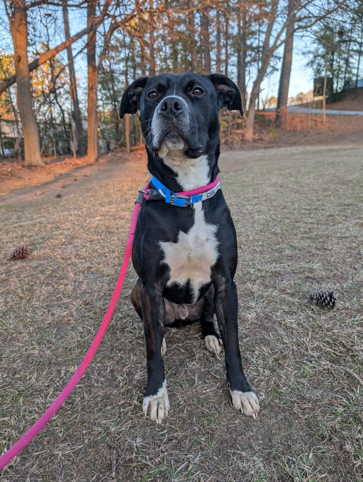 Rocky, a Adoptable American Staffordshire Terrier in Smyrna, GA image 1/4