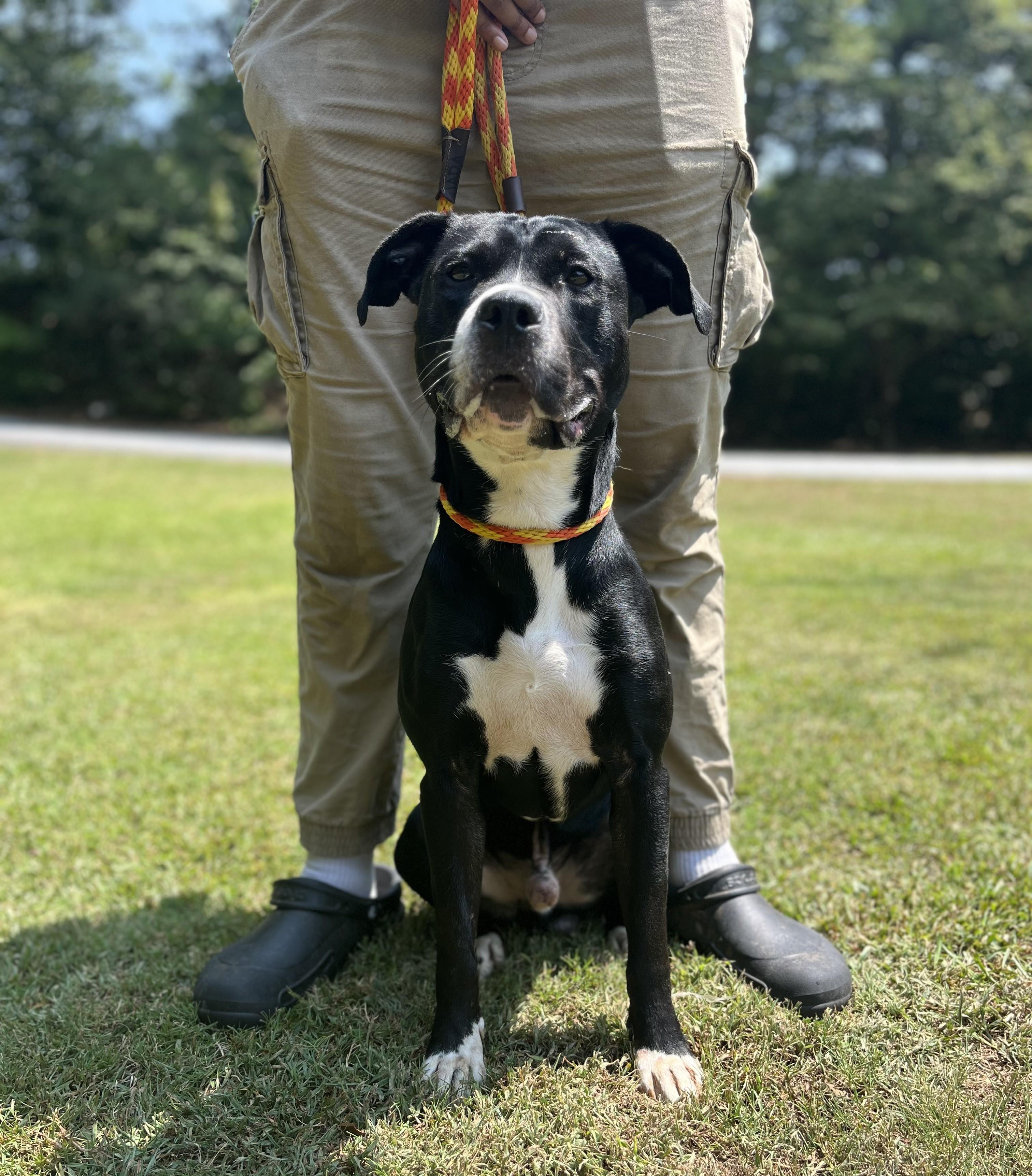 Enlarge Rocky, a Adoptable American Staffordshire Terrier in Smyrna, GA image 3/4