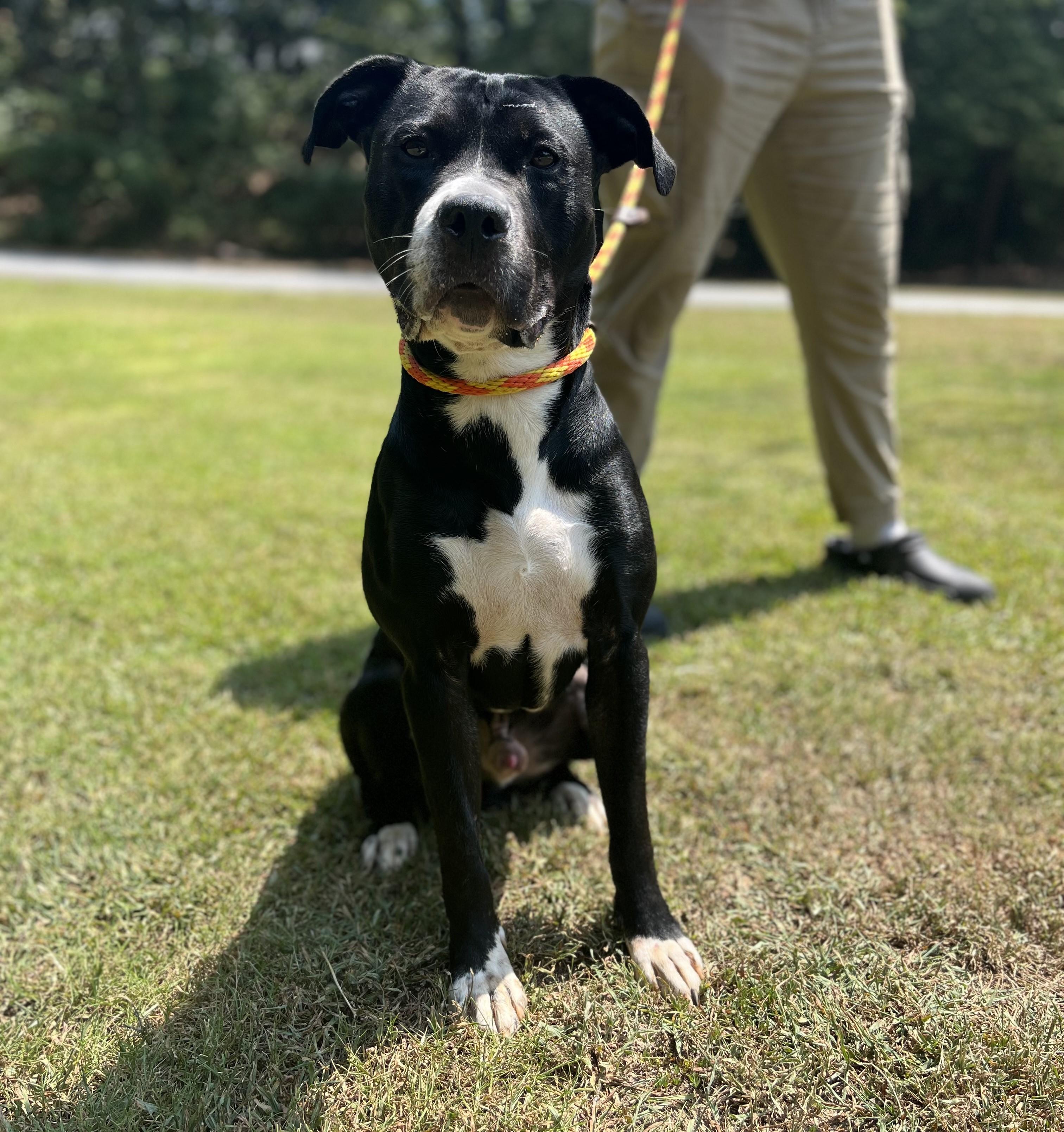 Rocky, Adoptable, Adult Male American Staffordshire Terrier.