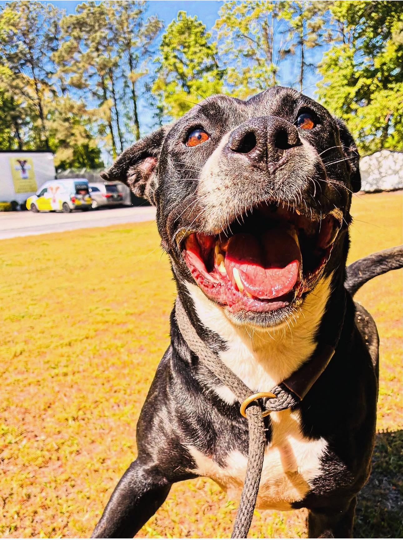 Rocky, Adoptable, Adult Male American Staffordshire Terrier.