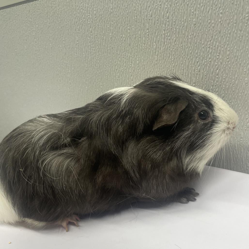 Enlarge Nibbles, a Adoptable mixed breed in Tampa, FL image 1/1