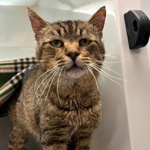 Macaroni, Adoptable, Adult Male Domestic Short Hair.