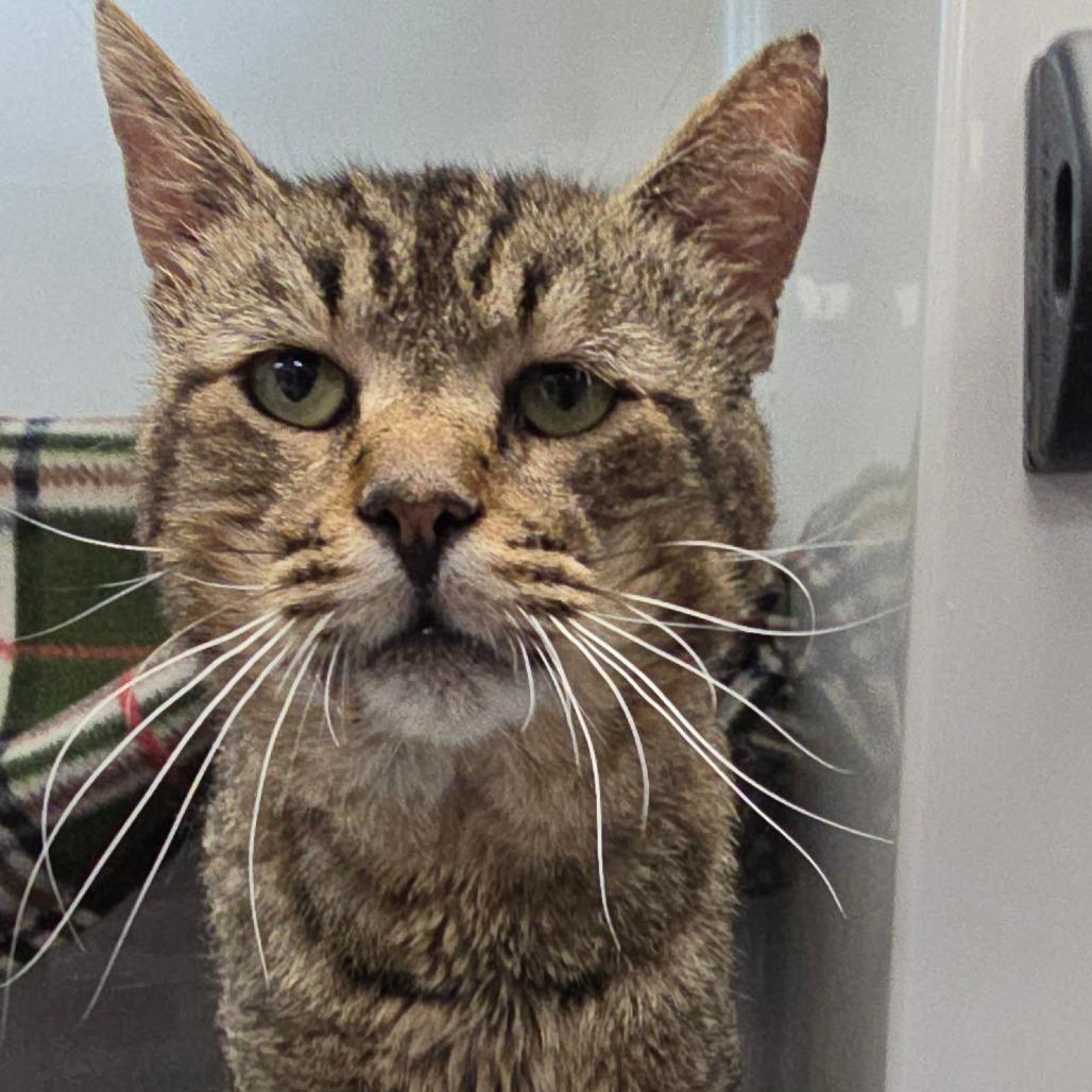 Enlarge Macaroni, a Adoptable Domestic Short Hair in Watertown, NY image 2/6