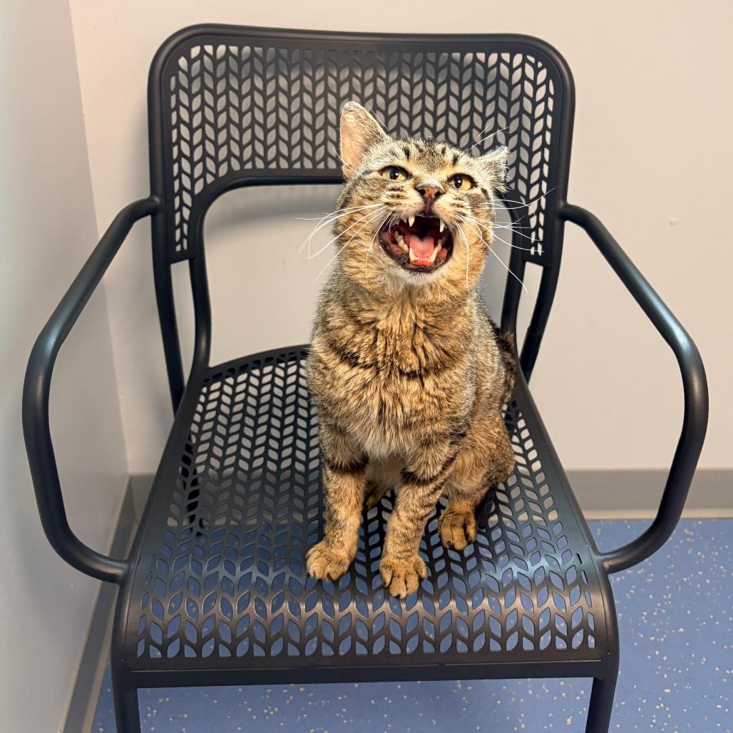 Enlarge Macaroni, a Adoptable Domestic Short Hair in Watertown, NY image 3/6