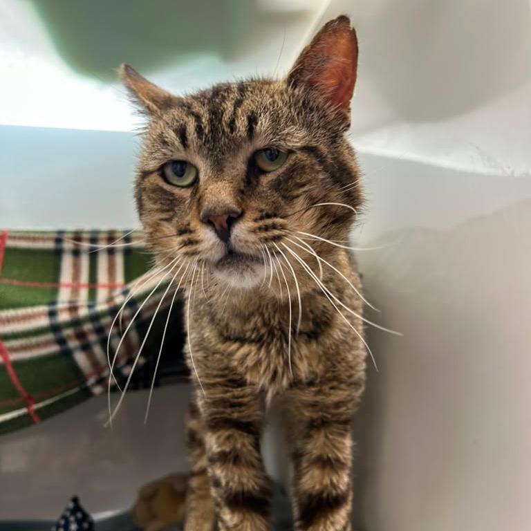 Enlarge Macaroni, a Adoptable Domestic Short Hair in Watertown, NY image 4/6