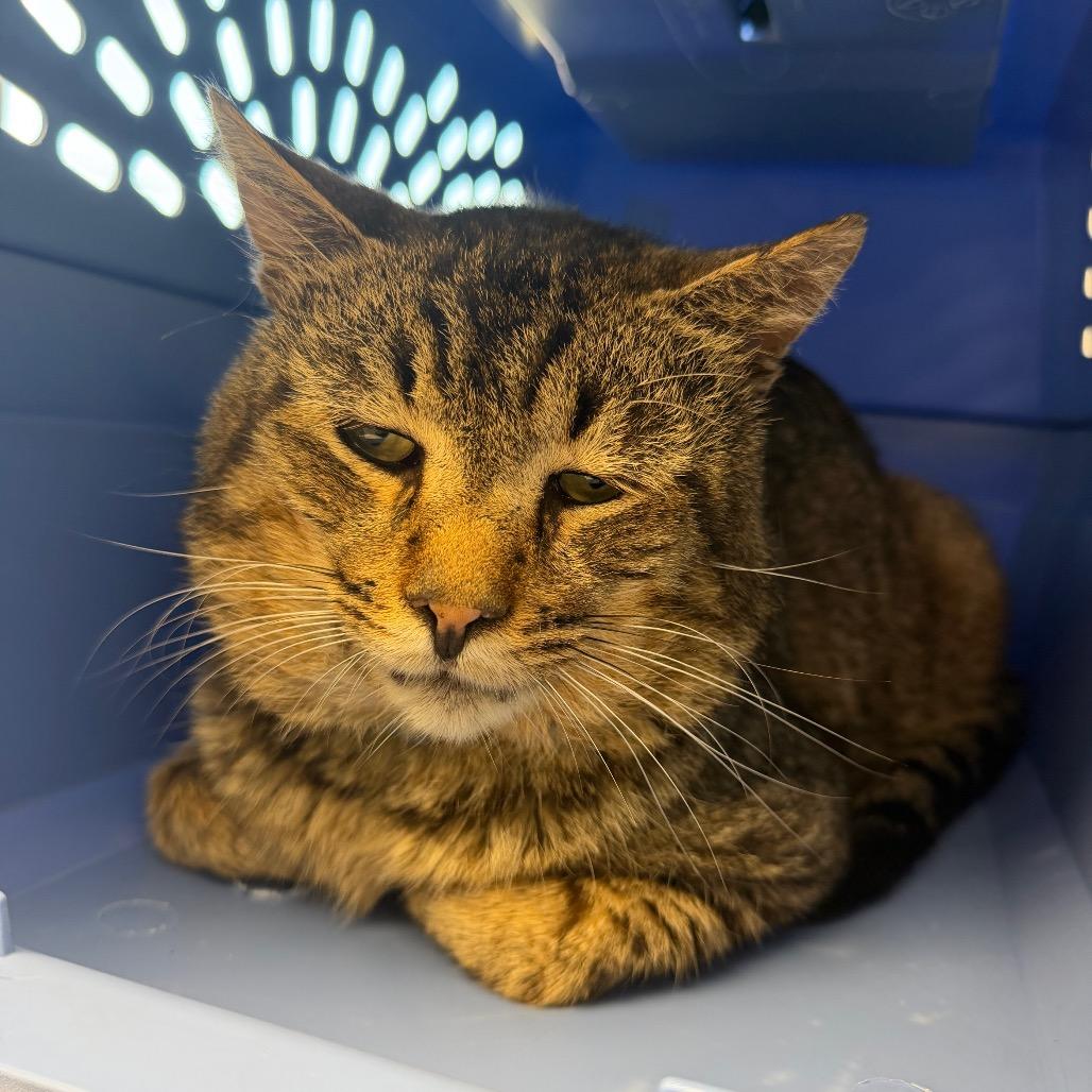 Enlarge Macaroni, a Adoptable Domestic Short Hair in Watertown, NY image 5/6