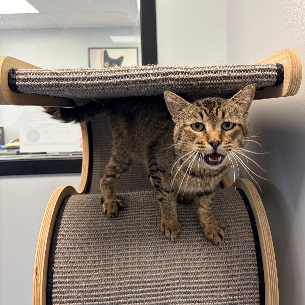 Enlarge Macaroni, a Adoptable Domestic Short Hair in Watertown, NY image 6/6