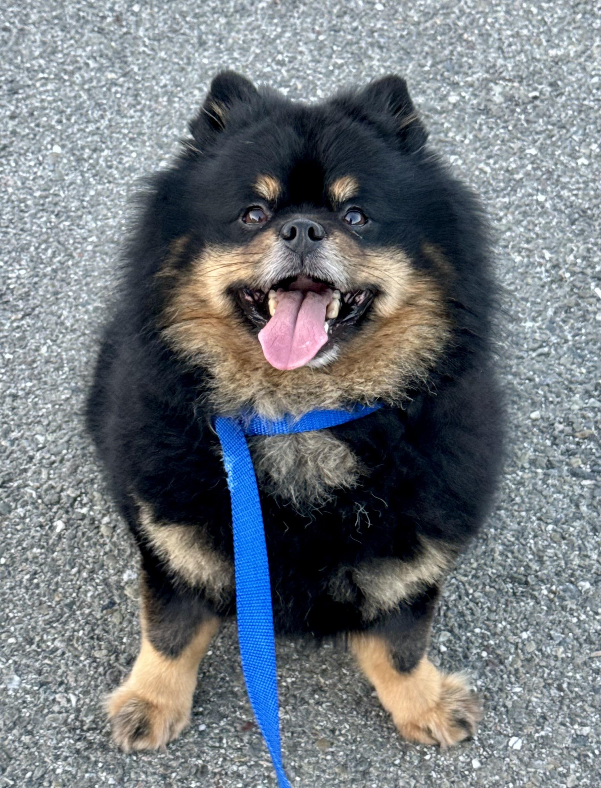 Enlarge Bowser, a ADOPTABLE Pomeranian in San Jose, CA image 1/3