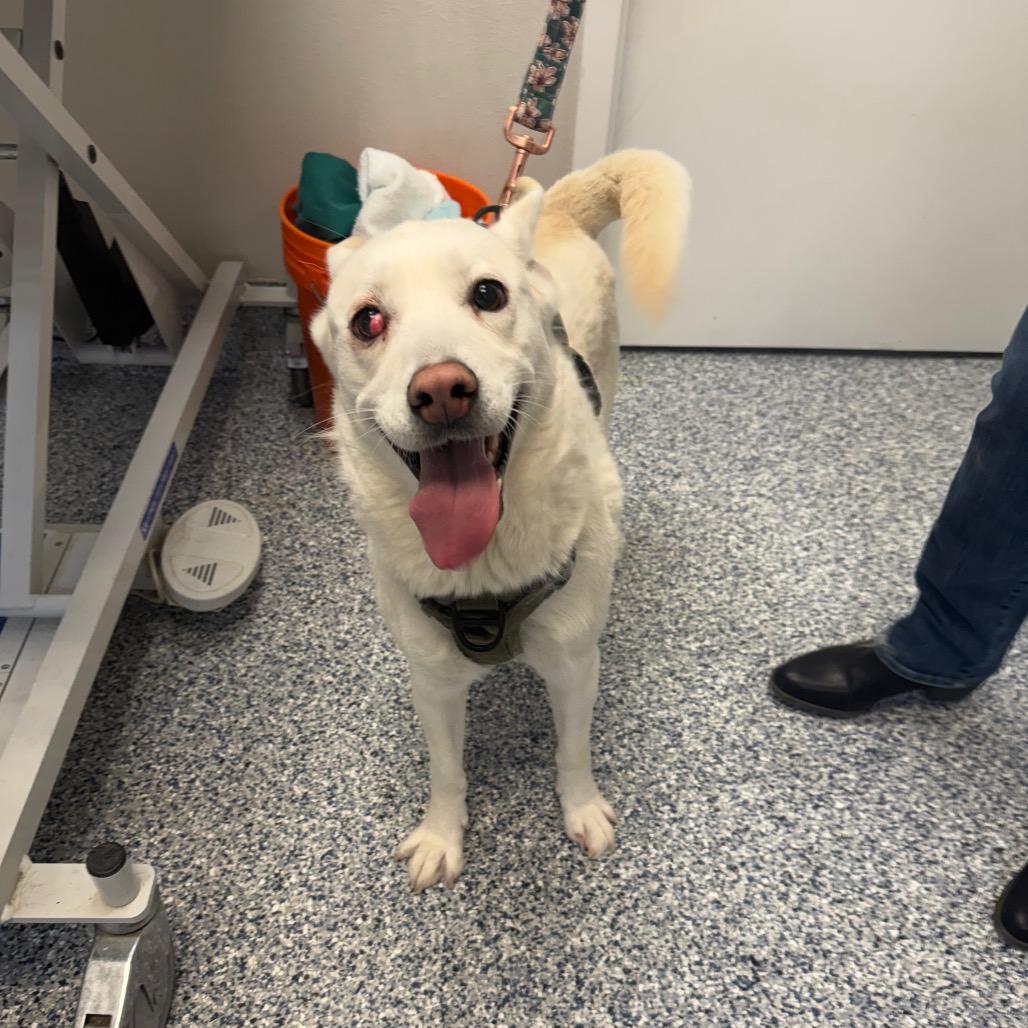 Astel, Adoptable, Adult Female Siberian Husky.