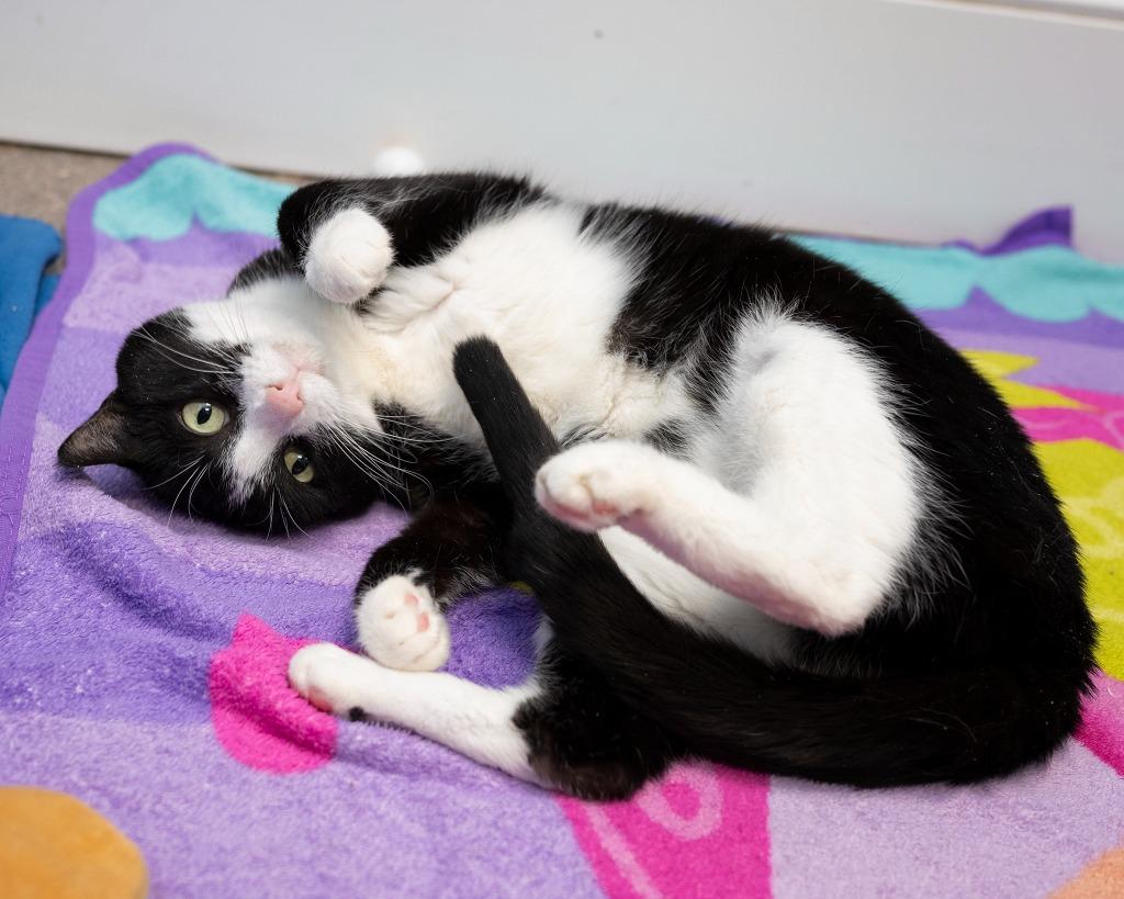 Enlarge Jedi, a Adoptable mixed breed in Boone, IA image 1/2