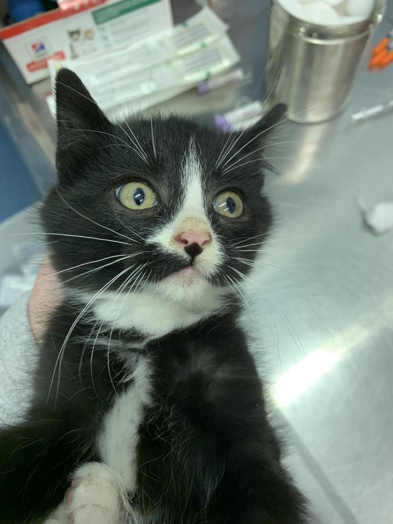 Jedi, Adoptable, Adult Female Domestic Short Hair.