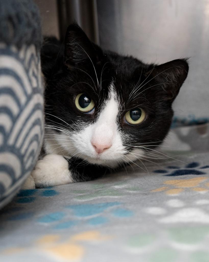 Jedi, a Adoptable mixed breed in Boone, IA image 2/3