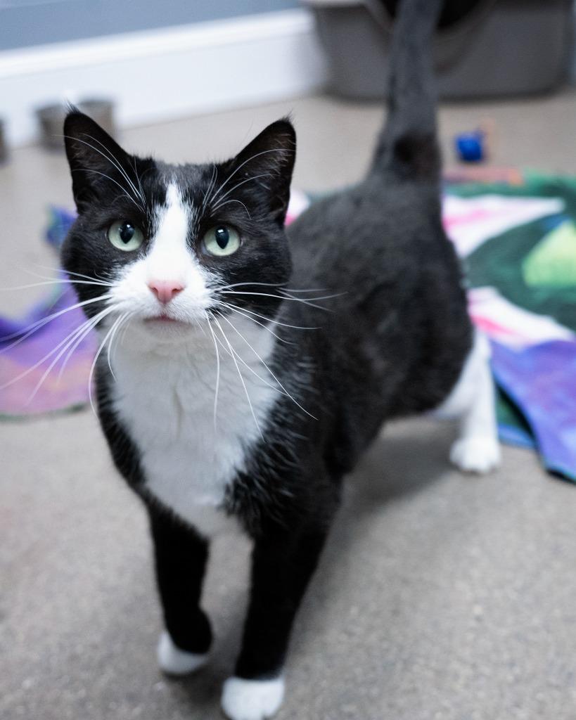 Enlarge Jedi, a Adoptable mixed breed in Boone, IA image 2/2