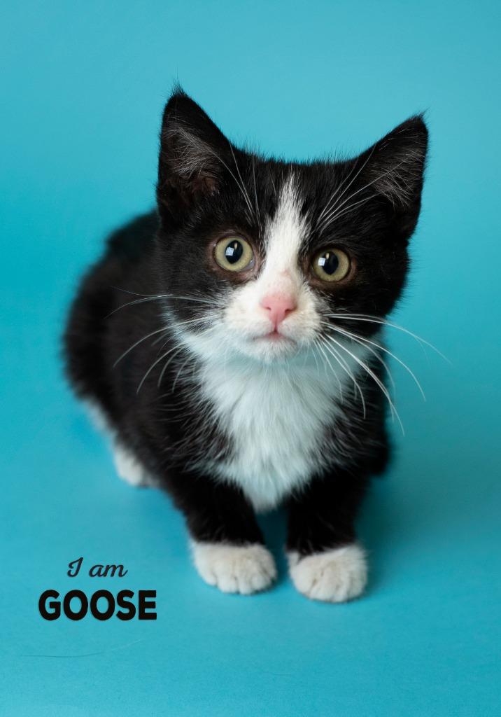 Jedi, a Adoptable mixed breed in Boone, IA image 3/3