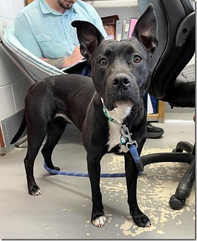 Lily, sweet, smart little Staffy girl, great with dogs & kids, great Family dog !!, ADOPTABLE, Young Female American Staffordshire Terrier.