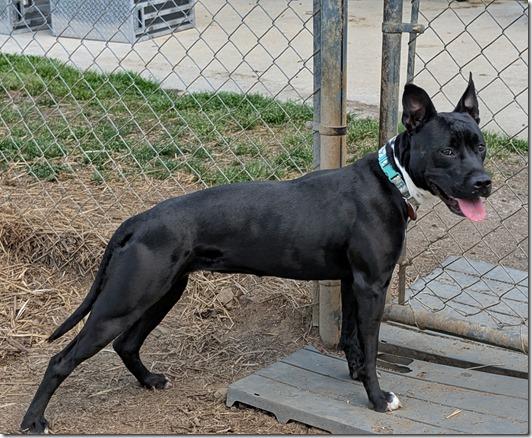 Lily, sweet, smart little Staffy girl, great with dogs & kids, great Family dog !!, a ADOPTABLE American Staffordshire Terrier in Richmond, VA image 3/3