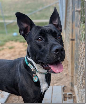 Lily, sweet, smart little Staffy girl, great with dogs & kids, great Family dog !!, a ADOPTABLE American Staffordshire Terrier in Richmond, VA image 2/3