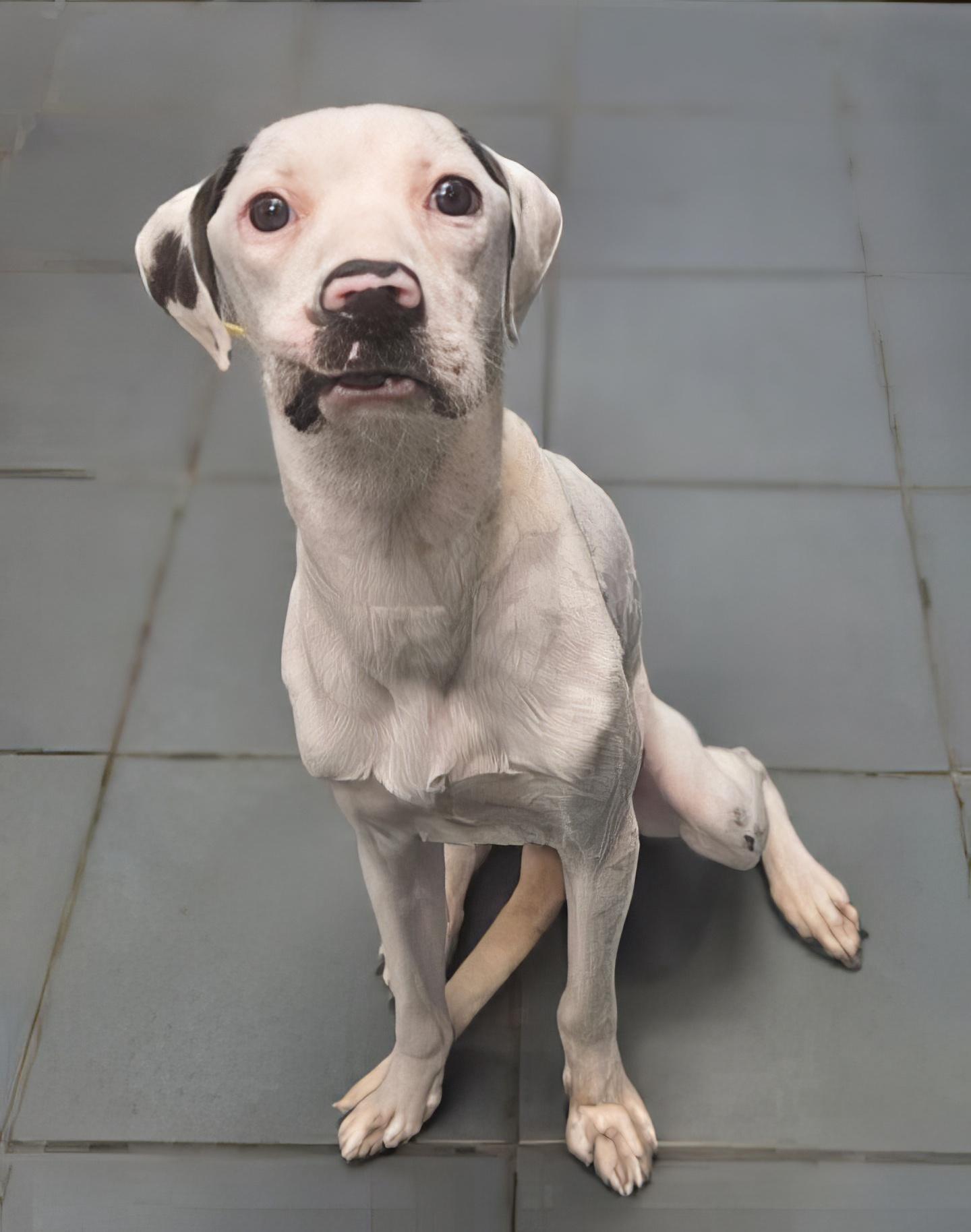Enlarge Panini, a ADOPTABLE Mixed Breed in Nashville, TN image 2/2