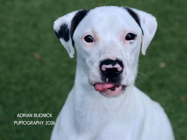 Panini, ADOPTABLE, Adult Female Mixed Breed.
