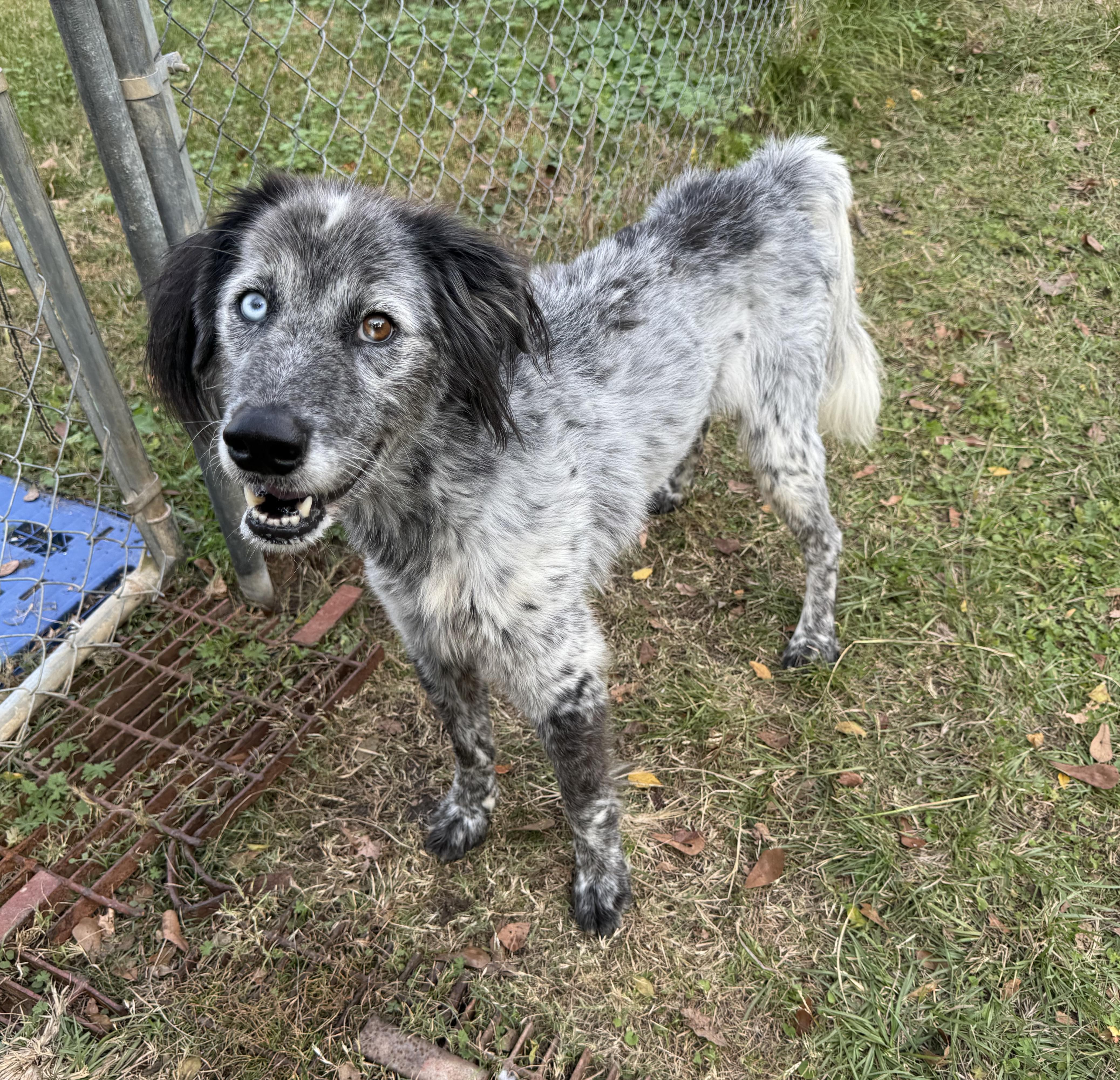 Shaggy — thumbnail 3