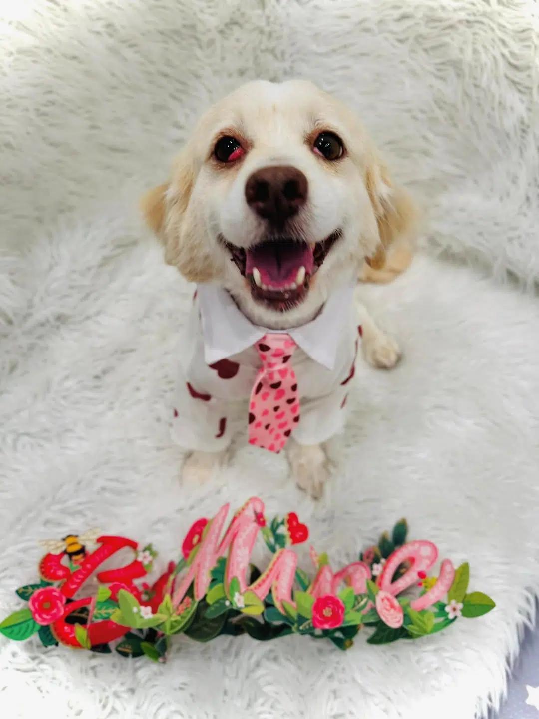 Enlarge Thumper, a Adoptable mixed breed in South San Francisco, CA image 3/4