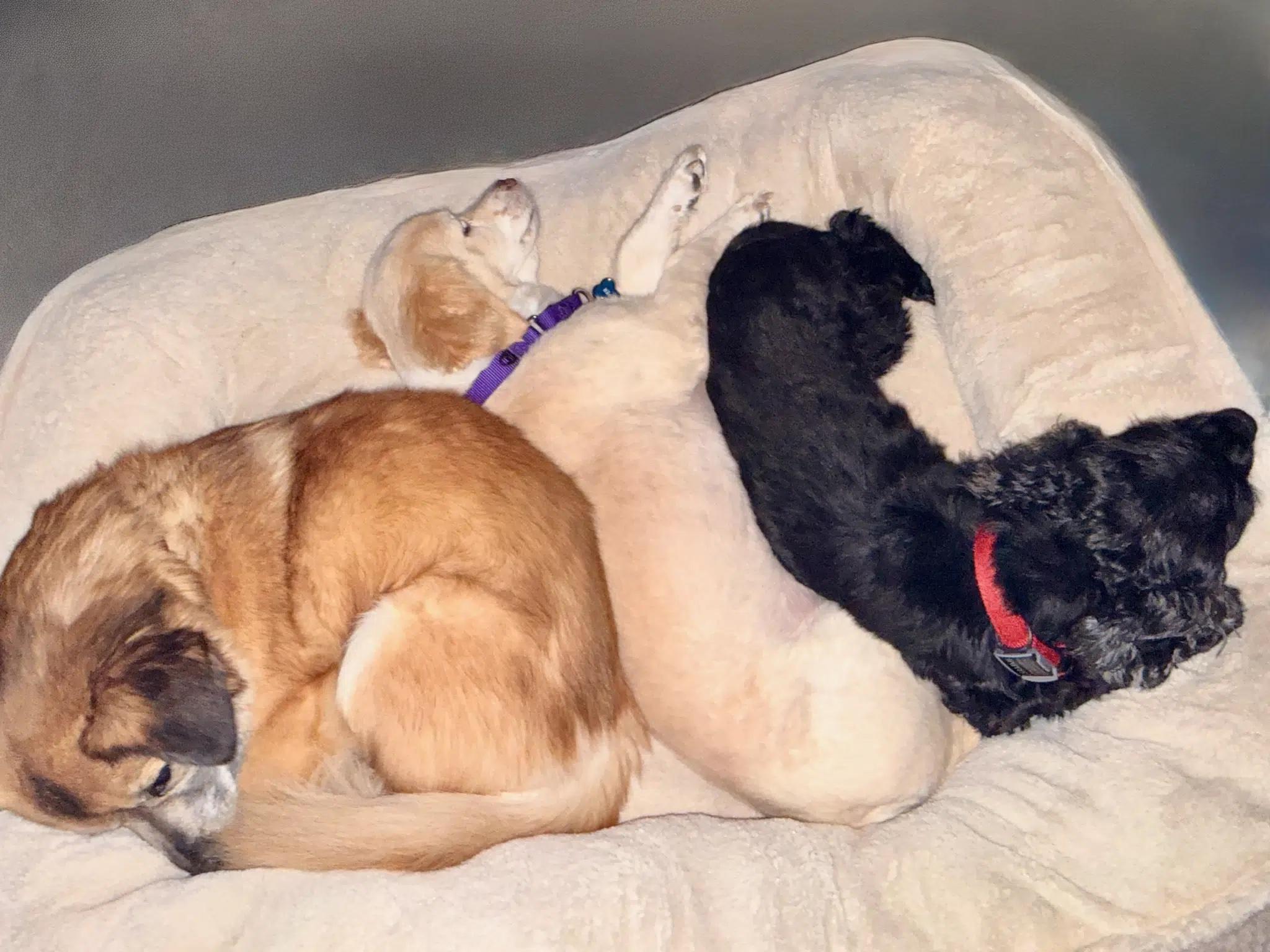 Enlarge Thumper, a Adoptable mixed breed in South San Francisco, CA image 2/6