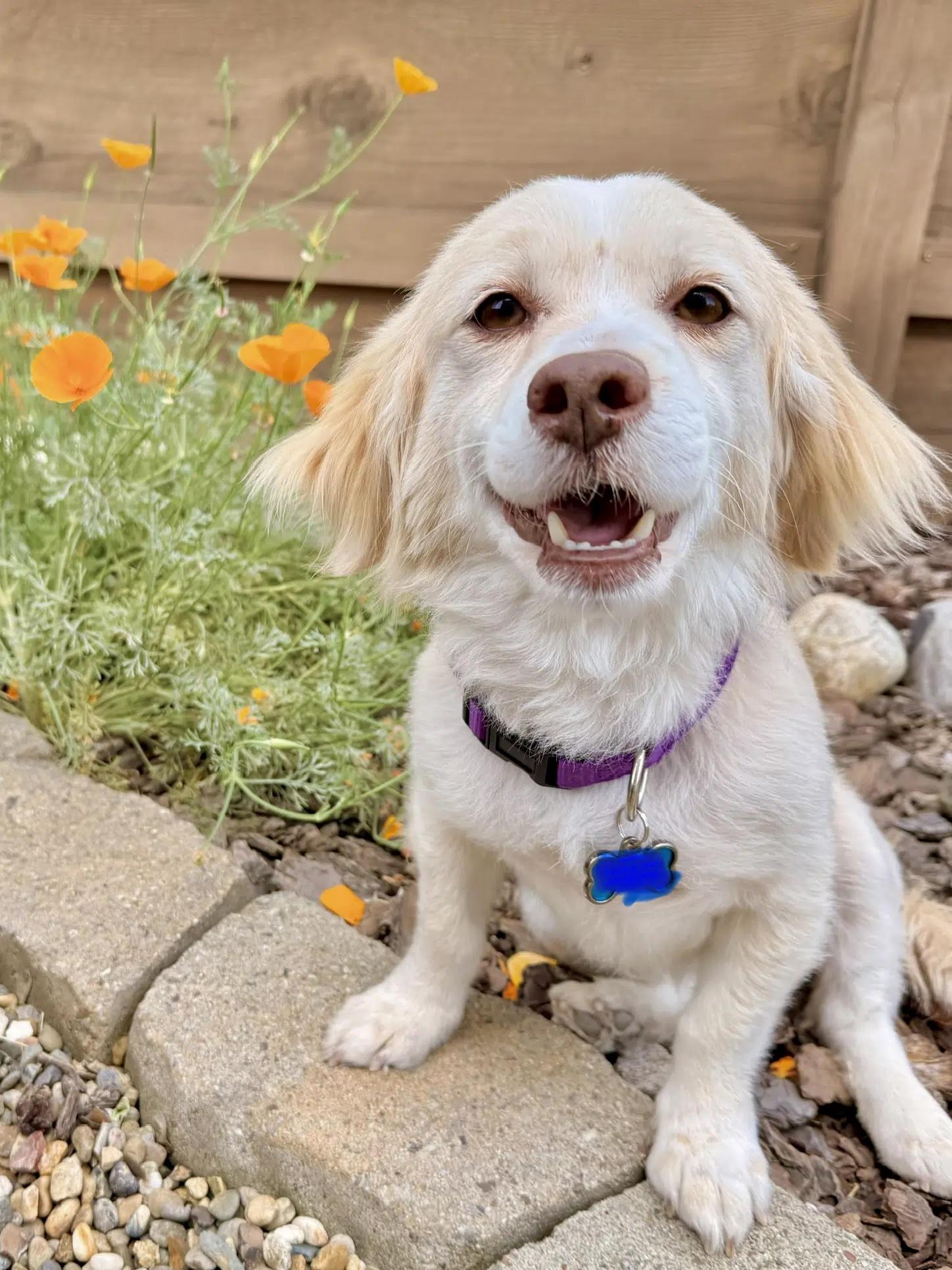 Enlarge Thumper, a Adoptable mixed breed in South San Francisco, CA image 1/6