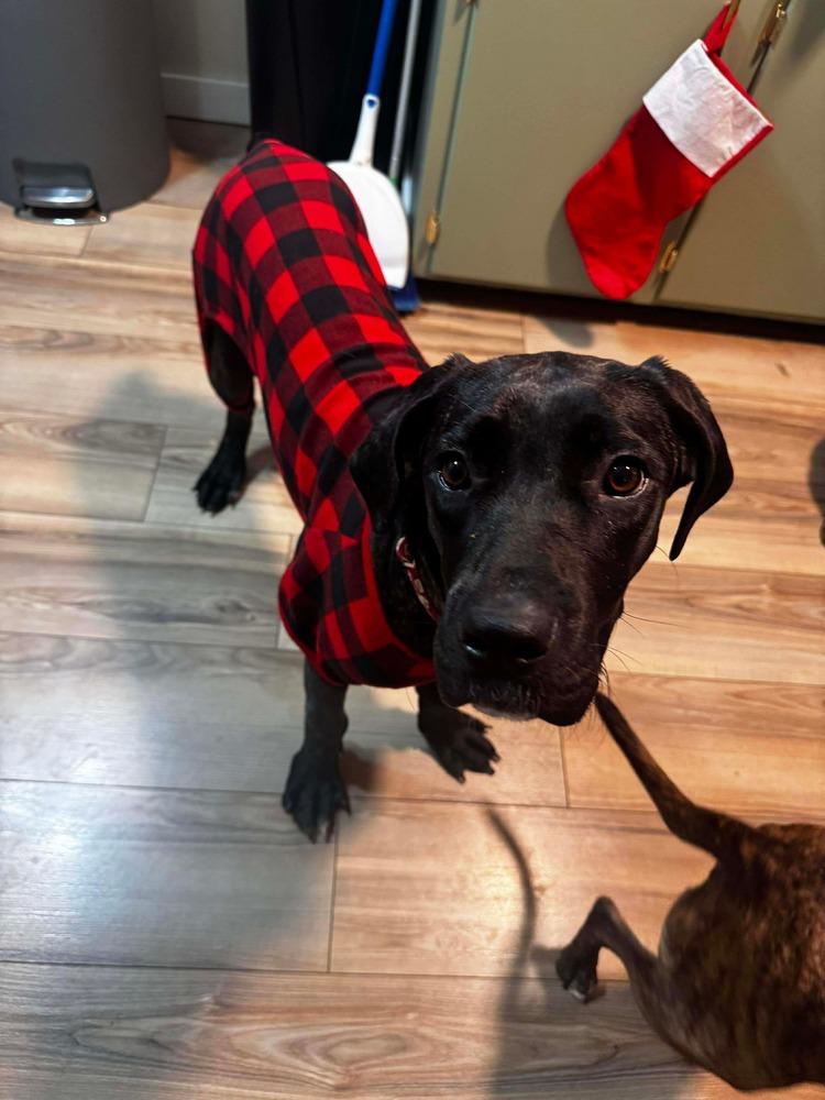 Sparrow, Adoptable, Young Female Mastiff.