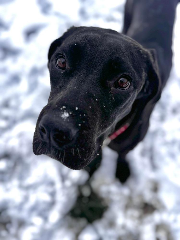 Enlarge Sparrow, a Adoptable mixed breed image 1/4