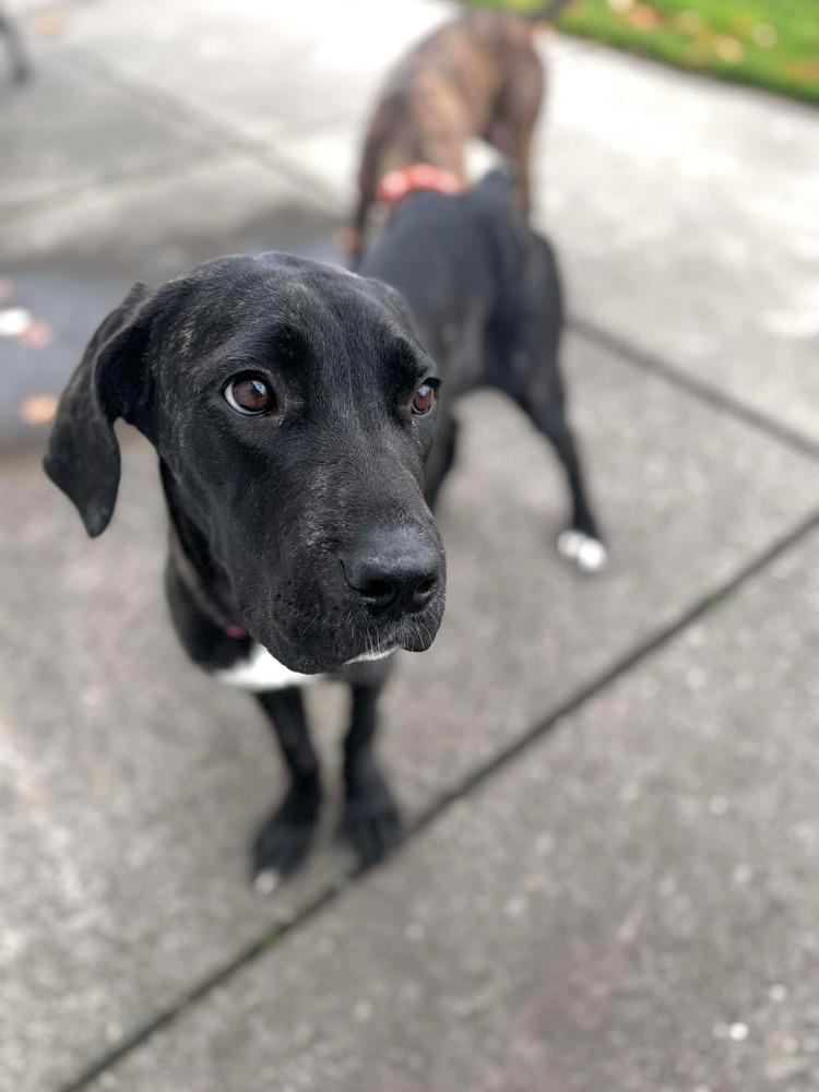 Enlarge Sparrow, a Adoptable mixed breed image 3/4