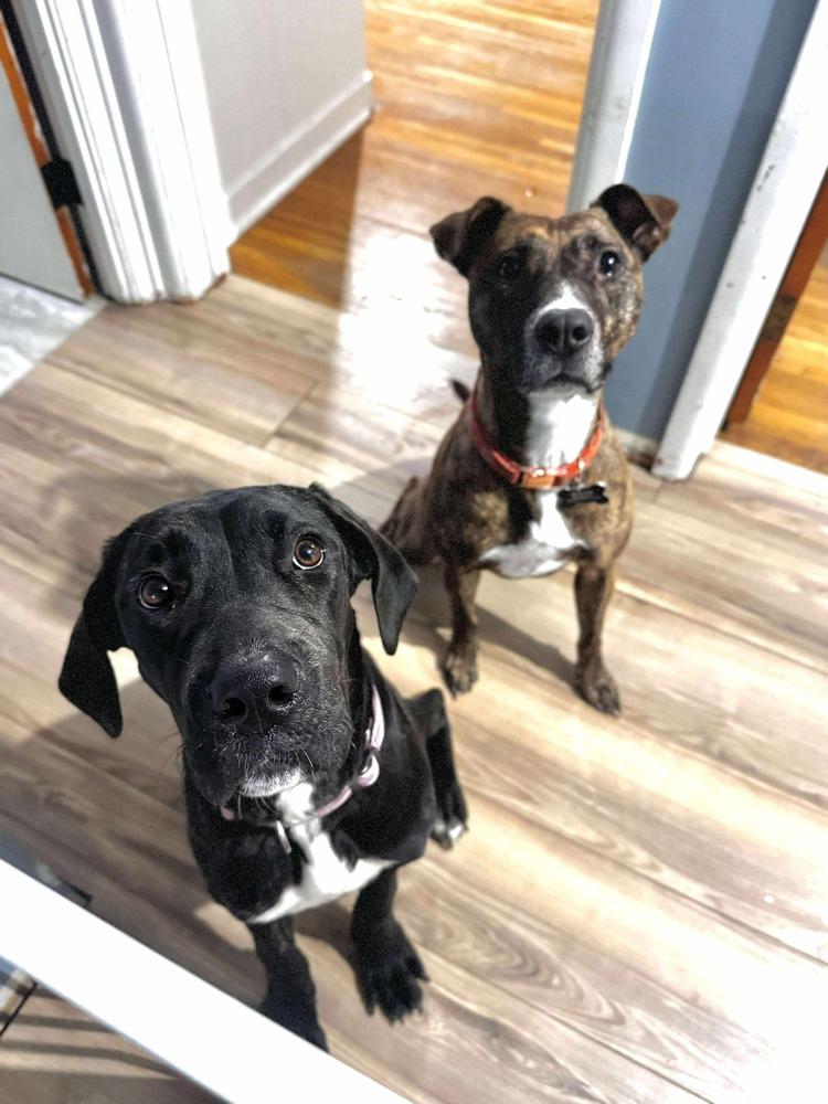 Enlarge Sparrow, a Adoptable mixed breed image 4/4