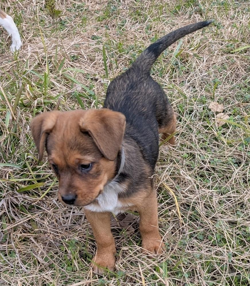 Enlarge Ava, a Adoptable mixed breed in Sedalia, CO image 1/2