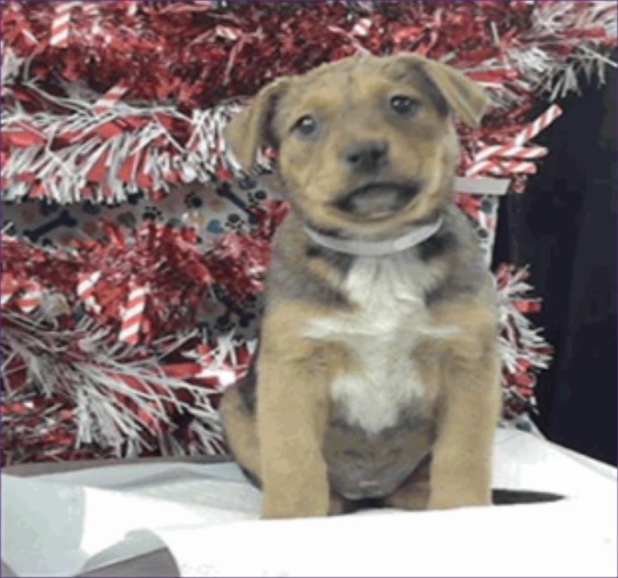 Enlarge Ava, a Adoptable mixed breed in Sedalia, CO image 2/2