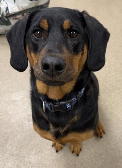 Jovie (FKA Soots), Adoptable, Puppy Female Hound & Mixed Breed.