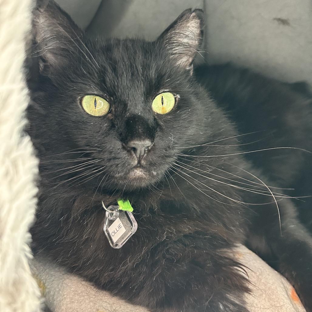 Enlarge Ollie, a Adoptable Domestic Short Hair in Lakewood, CO image 1/4