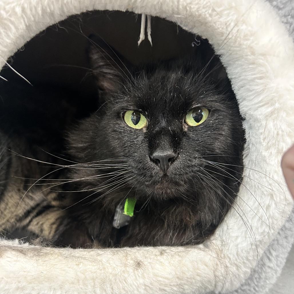 Enlarge Ollie, a Adoptable Domestic Short Hair in Lakewood, CO image 2/4