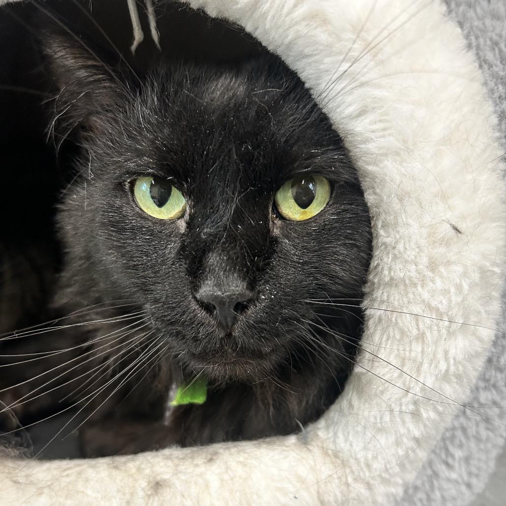 Enlarge Ollie, a Adoptable Domestic Short Hair in Lakewood, CO image 3/4
