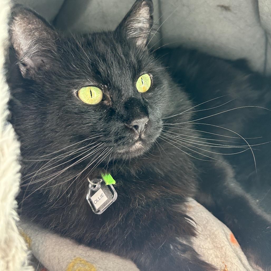 Enlarge Ollie, a Adoptable Domestic Short Hair in Lakewood, CO image 4/4
