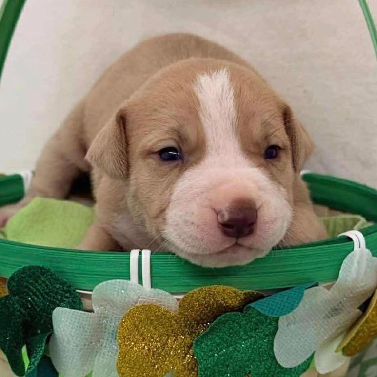 228 (2026) Venus, Adoptable, Puppy Female Pit Bull Terrier.