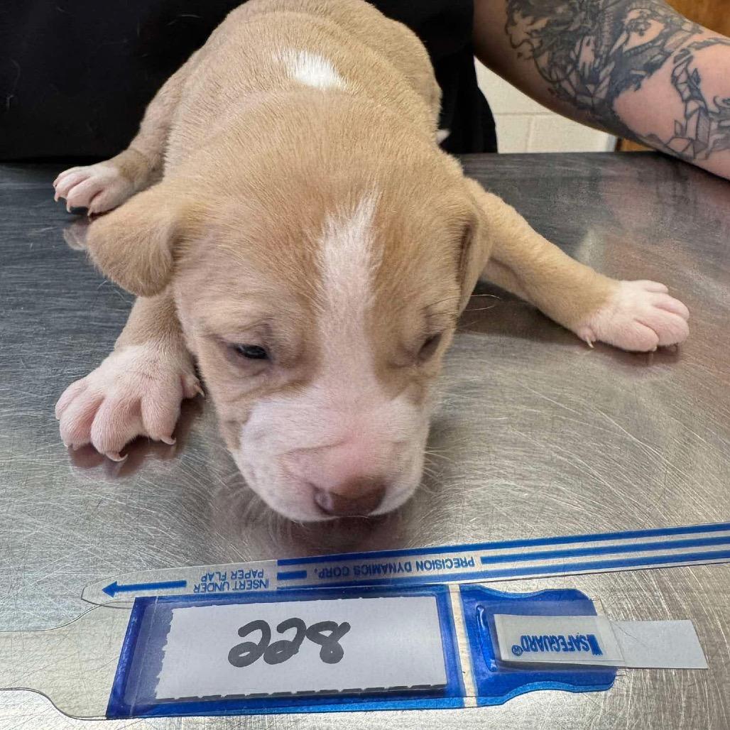 Enlarge 228 (2026) Venus, a Adoptable mixed breed in Parker, CO image 2/4