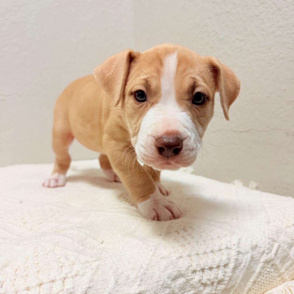 Enlarge 228 (2026) Venus, a Adoptable mixed breed in Parker, CO image 3/4